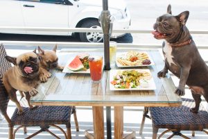 СанПины для животных в ресторанах и отелях